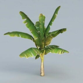 דגם עץ בננה תלת מימד
