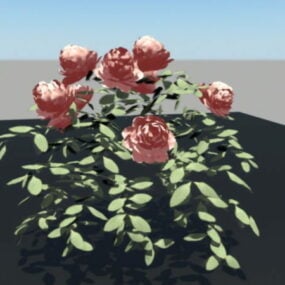 דגם 3D China Rose Bush