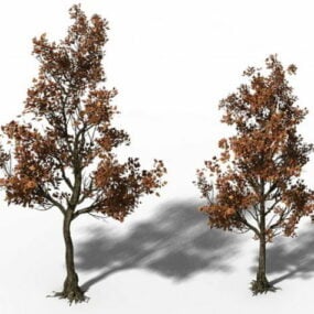 Small Maple Trees 3d model