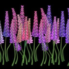 Lavender Flowers 3d model