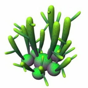 コーラルジェイド多肉植物3Dモデル