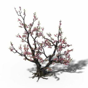3d модель "Квітуче персикове дерево".