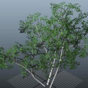 Ficus Trees 3d model