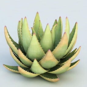 Woestijn Aloë Plant 3D-model