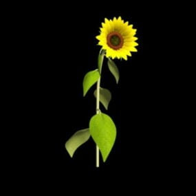 Model 3D Tanduran Kembang Sunflower