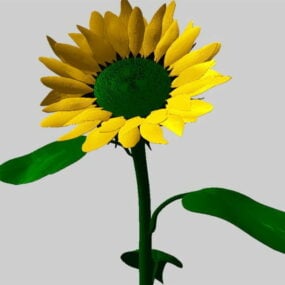 Common Sunflower 3d model