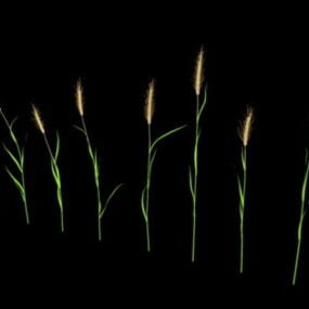 Reed Grass Plant 3d model