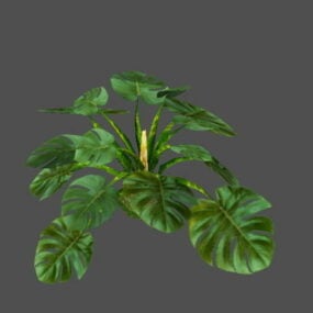 Monstera Plant 3d-modell