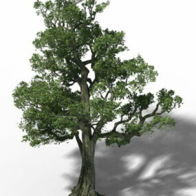 Old Birch Tree 3d model