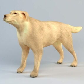 Modello 3d del cane boxer
