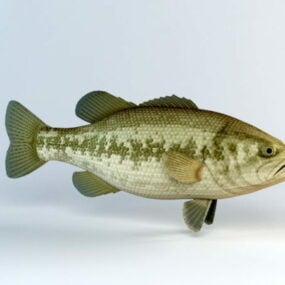 Model 3d Ikan Bass Hitam