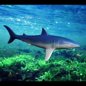 Laag Poly Shark 3D-model