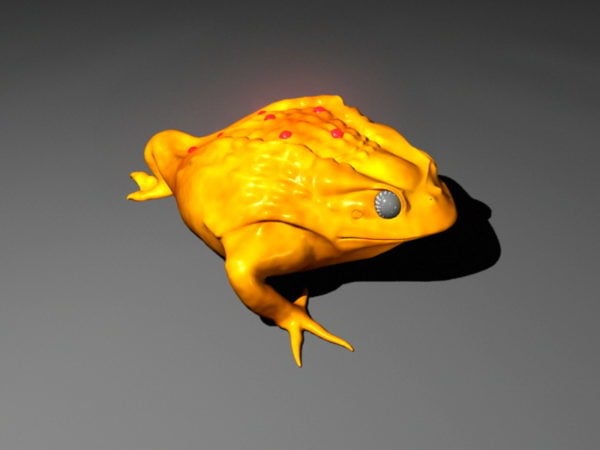 Golden Toad Rig
