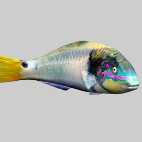 Blue Gourami Fish 3d model