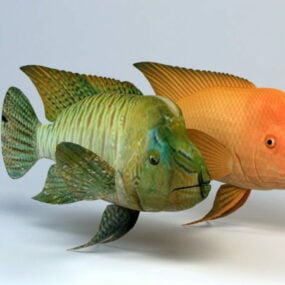 Humphead Wrasse Fish 3d model