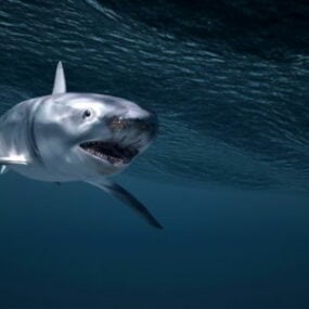 Tiburón bajo el agua modelo 3d