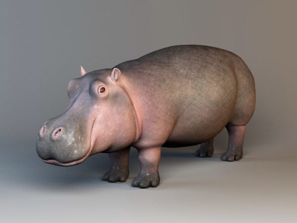 Hippopotamus Amphibius Rig