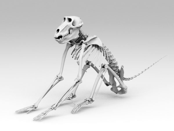 Baboon Skeleton