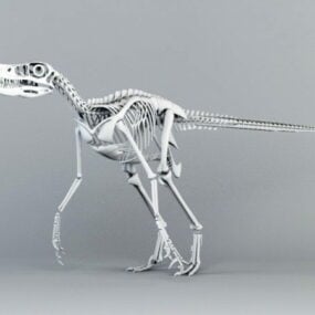 3D model kostry velociraptora
