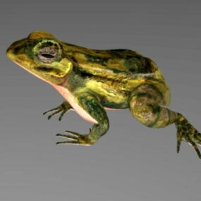 Jumping Frog Rigged 3d model