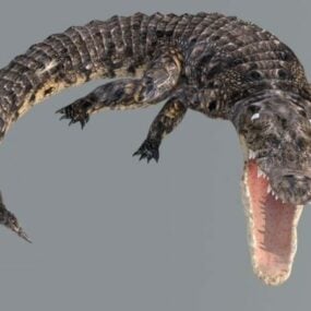 Krokodil geanimeerd Rig 3D-model