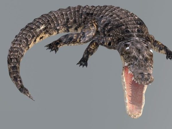 Krokodil Animerad Rig