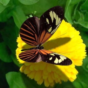 Viceroy Butterfly 3d-modell