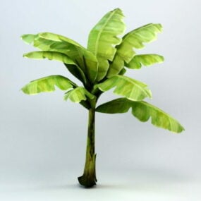 3д модель карликового бананового дерева