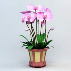 3д модель горшечной орхидеи Фаленопсис