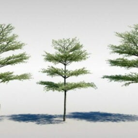칼라하리 터미널리아 나무 3d 모델