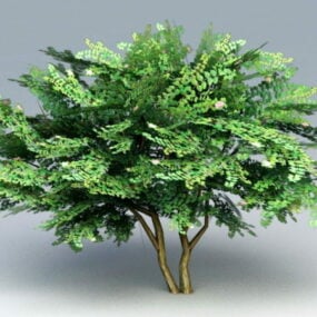 Hibiscus Tree 3d model