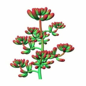 قرمز Sedum Pachyphyllum مدل سه بعدی