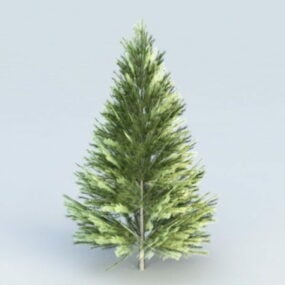 Evergreen Fir Tree 3d model