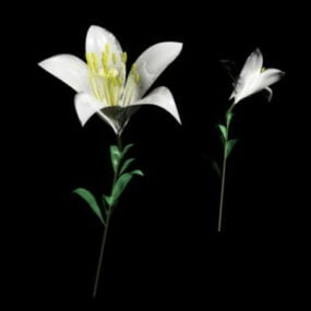 3D-Modell der weißen Lilienblume