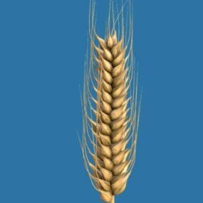 Ear Of Wheat דגם תלת מימד