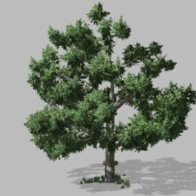 نموذج ثلاثي الأبعاد للشجرة الخضراء المورقة