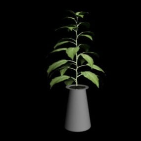 Broad Leaf House Plant 3d-modell