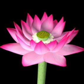 Modelo 3d de flor de loto rosa