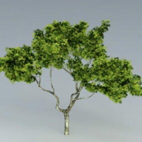 Sycamore Tree 3d-malli
