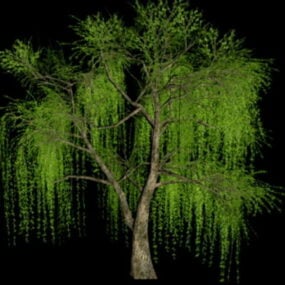 مدل سه بعدی درخت بید