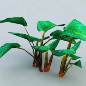 3д модель растения "Слоновьи уши"