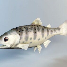 송어 물고기 장비 3d 모델