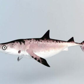 3d модель кота-акули