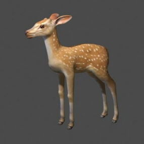 דגם Fawn Deer 3D