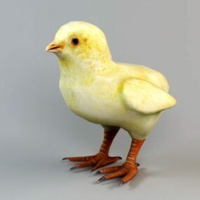 Baby Chick τρισδιάστατο μοντέλο