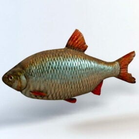 Rudd Fish 3d model