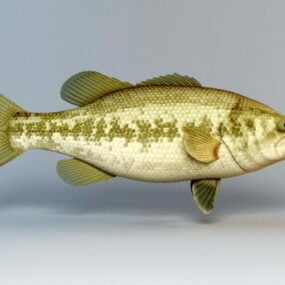 Freshwater Black Bass 3d model