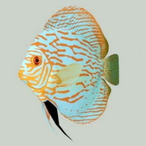 Discus Fish 3d-modell