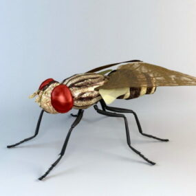Anthomyiid Fly 3D-Modell