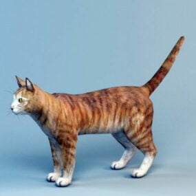 橙色短毛猫虎斑3d模型